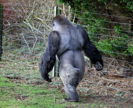 diaforetiko.gr : ambam the walking gorilla 1302773459 view 0 ΑΠΙΣΤΕΥΤΟ!! Γορίλας περπατάει σαν άνθρωπος! Δείτε το βίντεο...