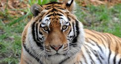 Win a Zoo Keeper experience - Heart West Midlands Competitions