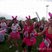 42. Race For Life - Stafford - 12/07/11 45