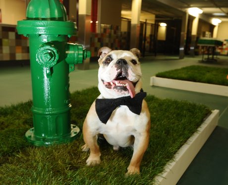 pooch hotel