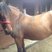 Horse Love