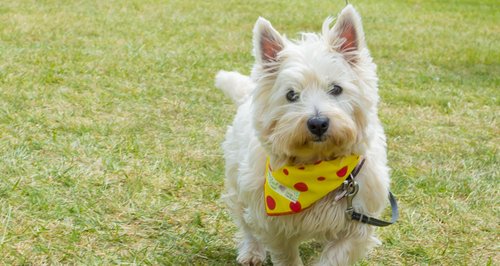 Race for Life Norwich 2015 Sun Dashing Dogs