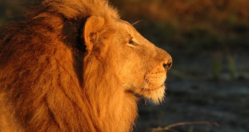 sky, discovery, lions