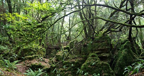 Puzzlewood